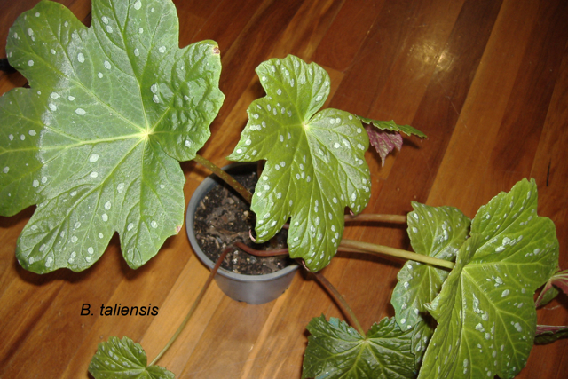 B. taliensis